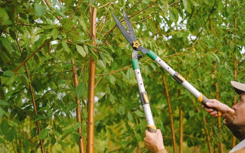 Tree trimming in Beaman, IA